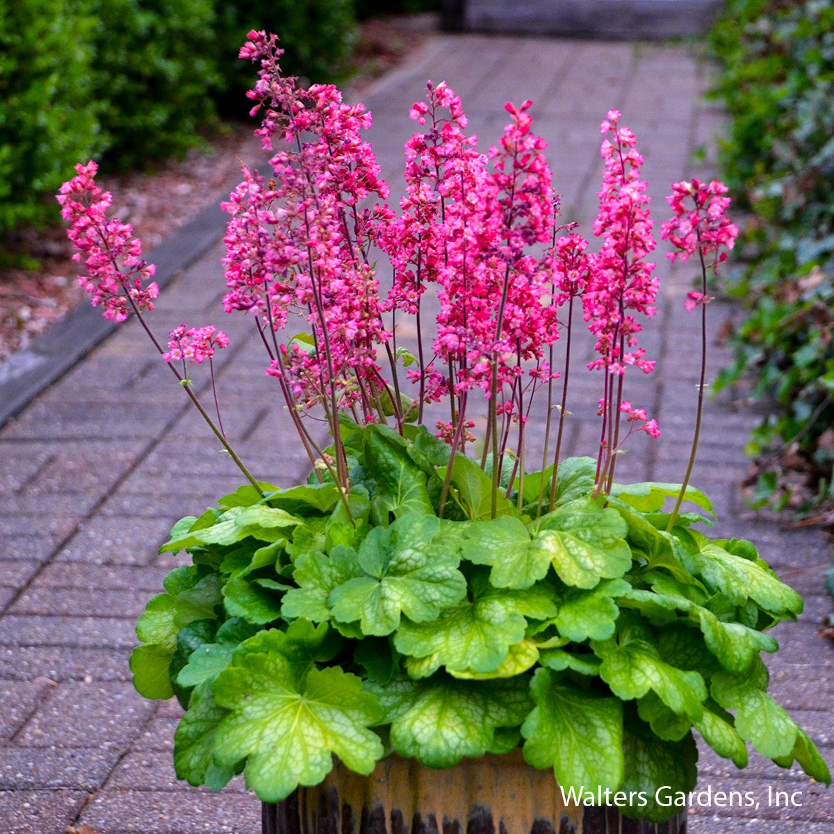 Timeless Glow Coral Bells