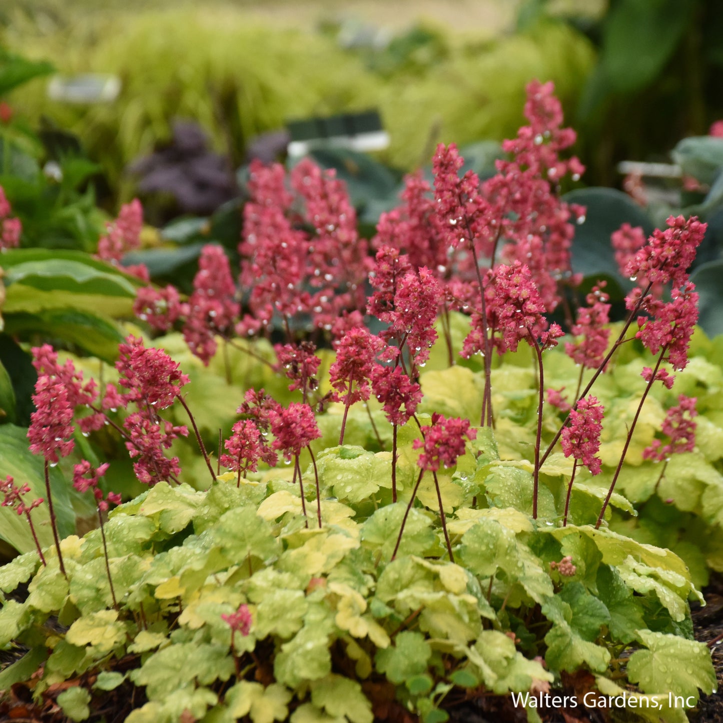 Timeless Glow Coral Bells
