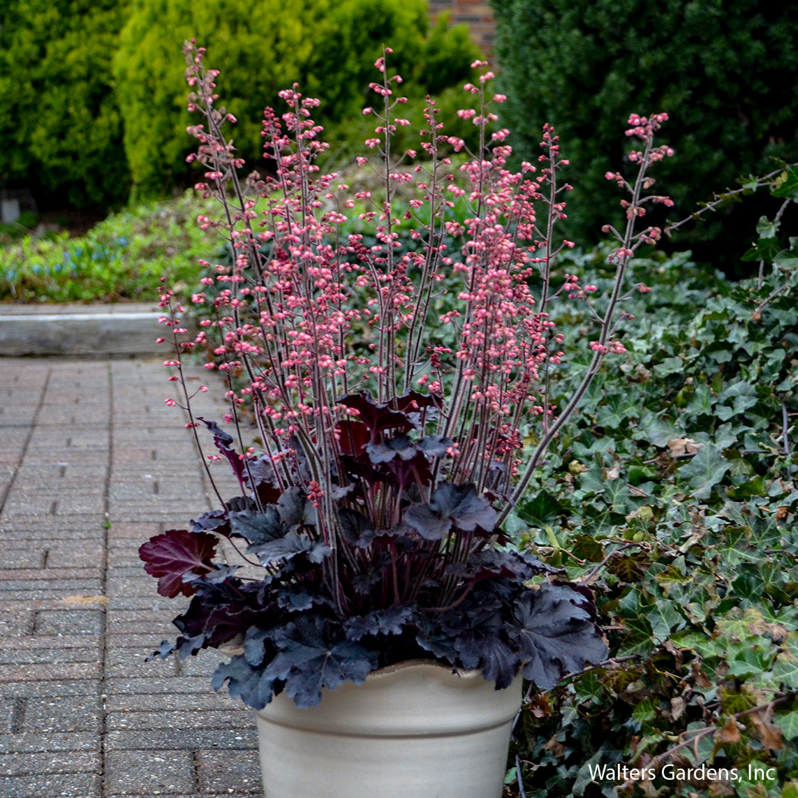 Timeless Night Coral Bells