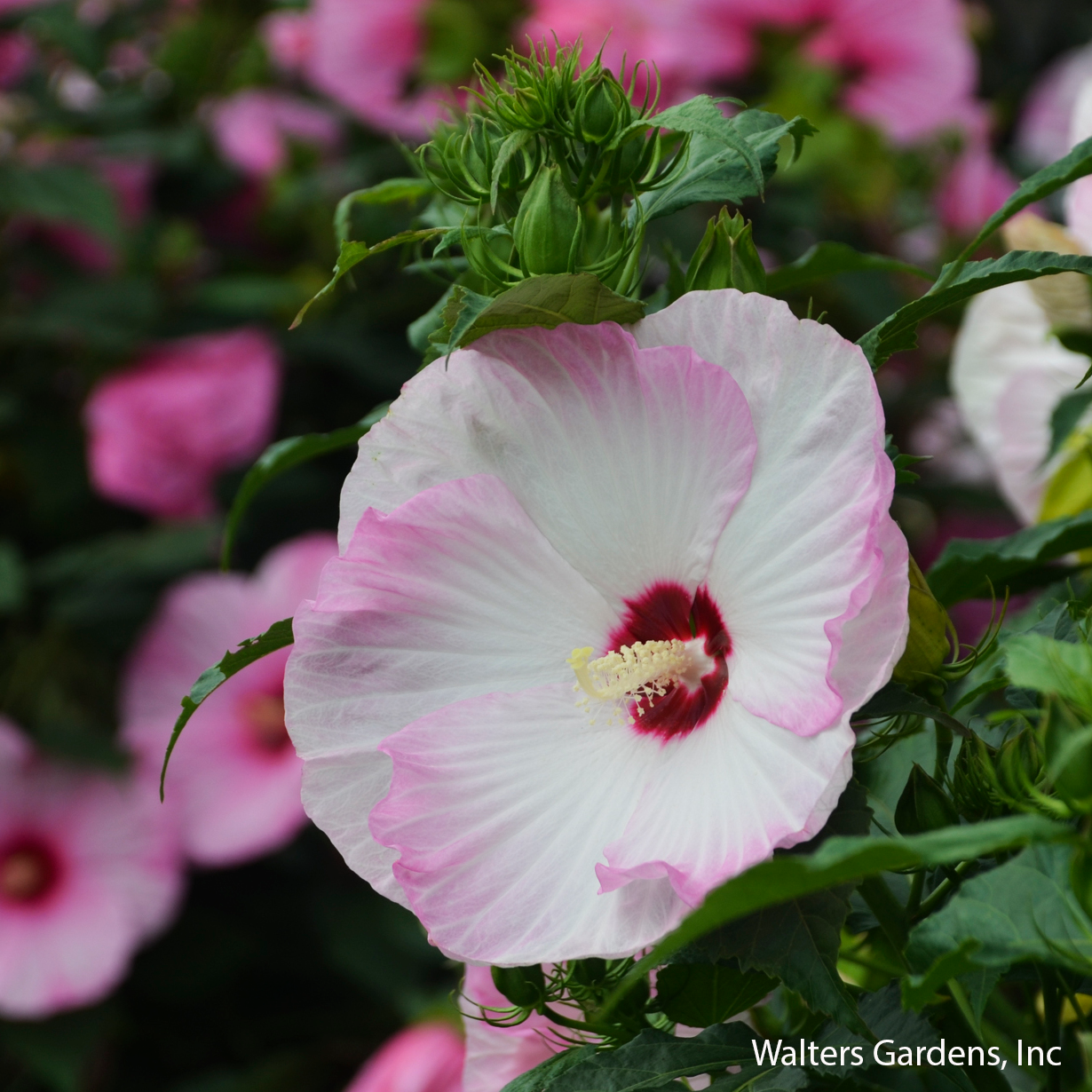 Ballet Slippers Hibiscus
