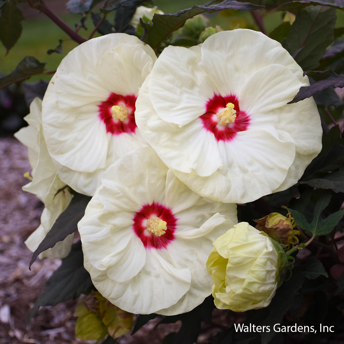 French Vanilla Hibiscus