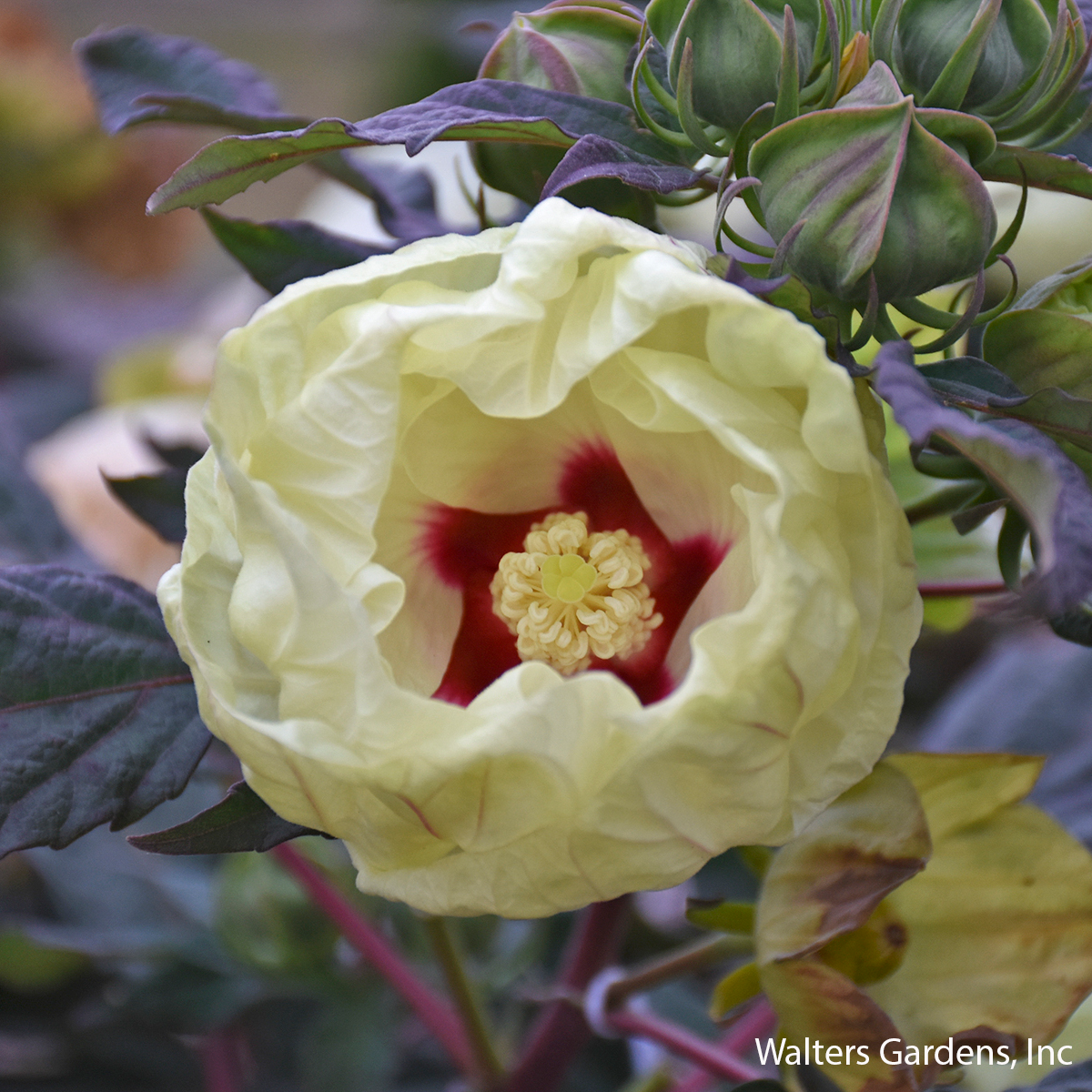 French Vanilla Hibiscus