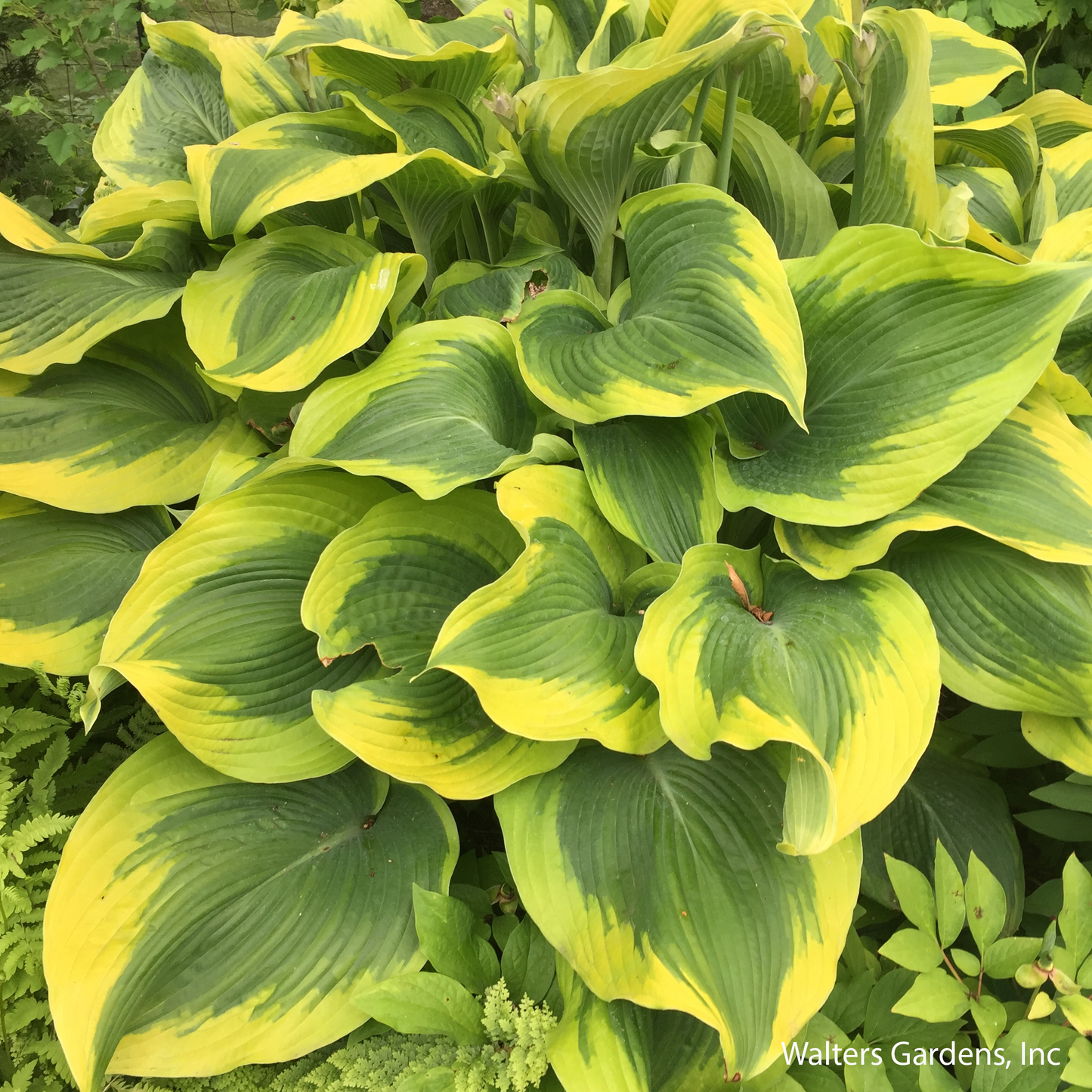 Atlantis Hosta