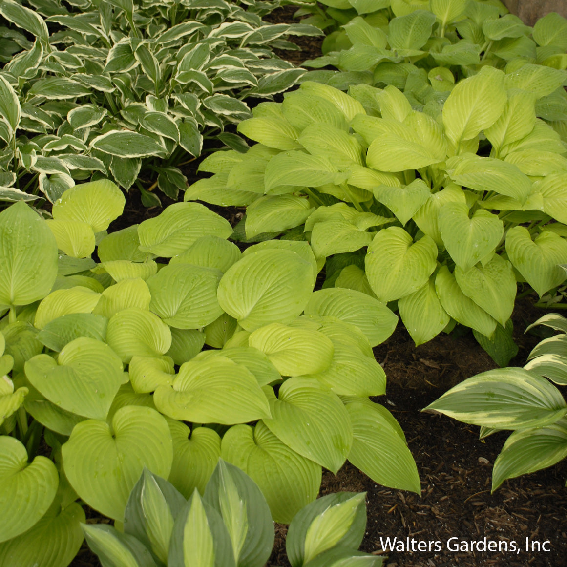 August Moon Hosta