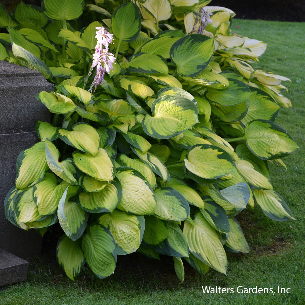 Gold Standard Hosta
