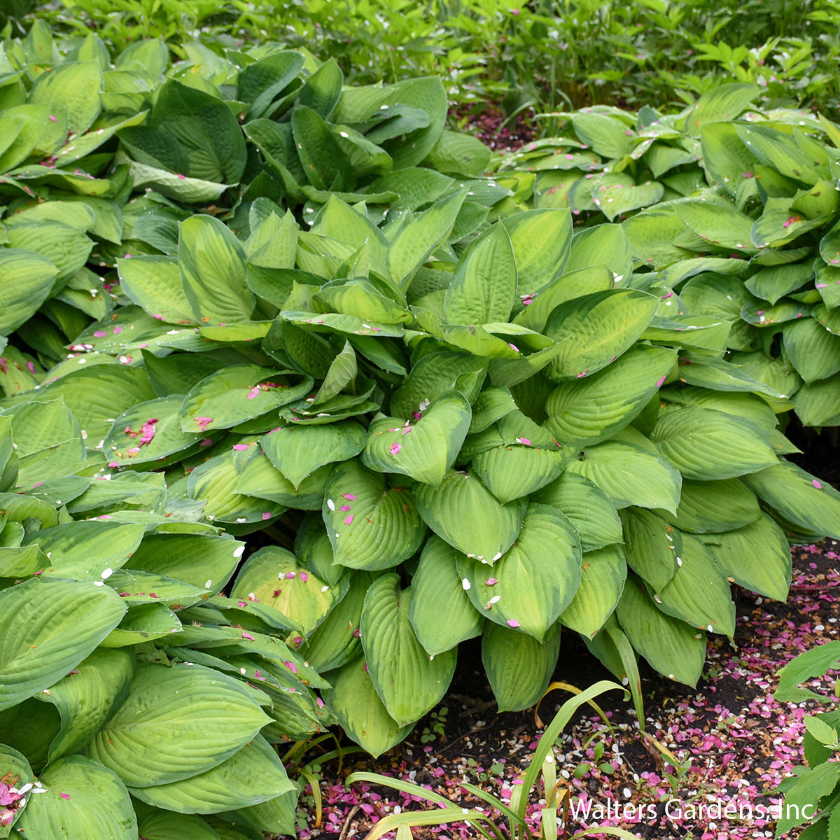 Gold Standard Hosta