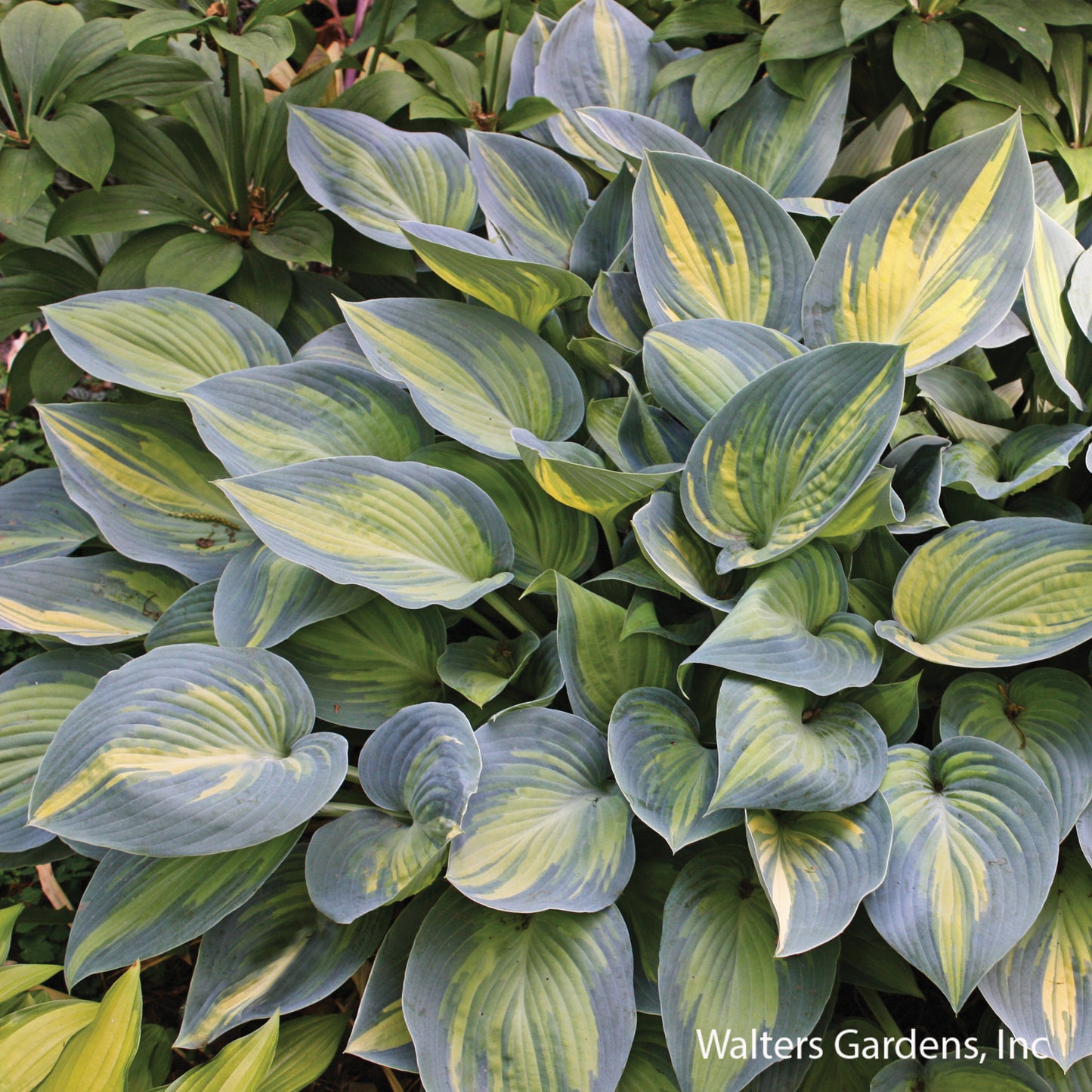 June Hosta