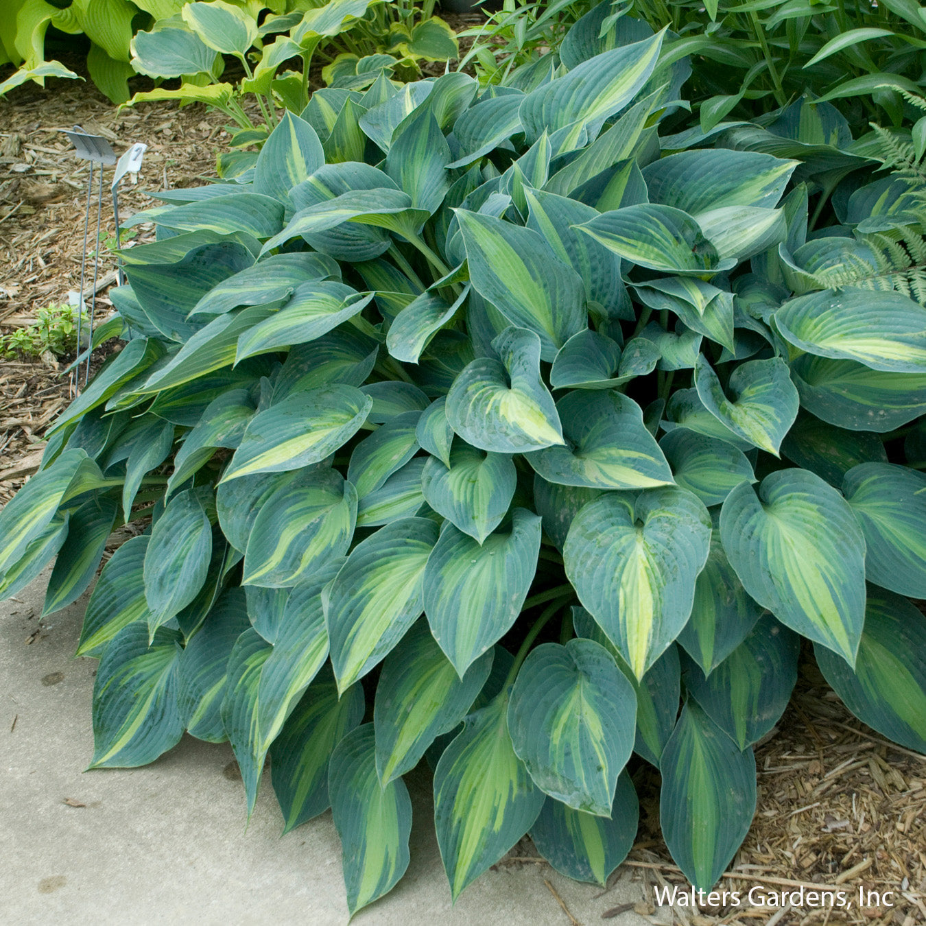 June Hosta
