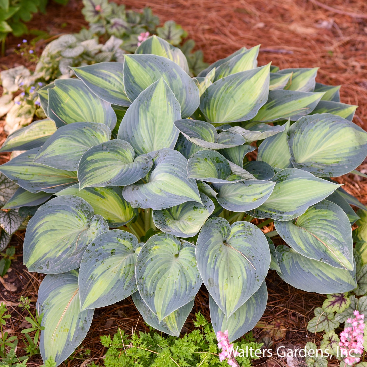 June Hosta