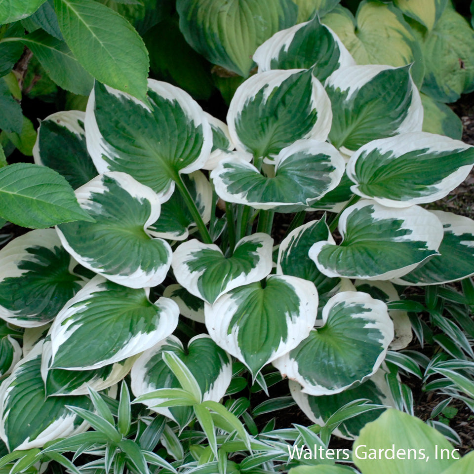 Minuteman Hosta