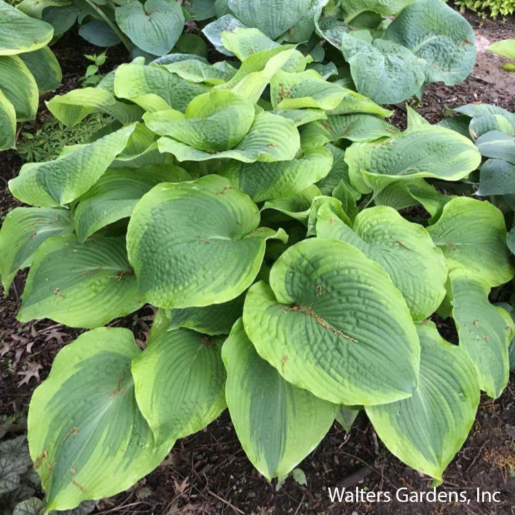 Twin Cities Hosta