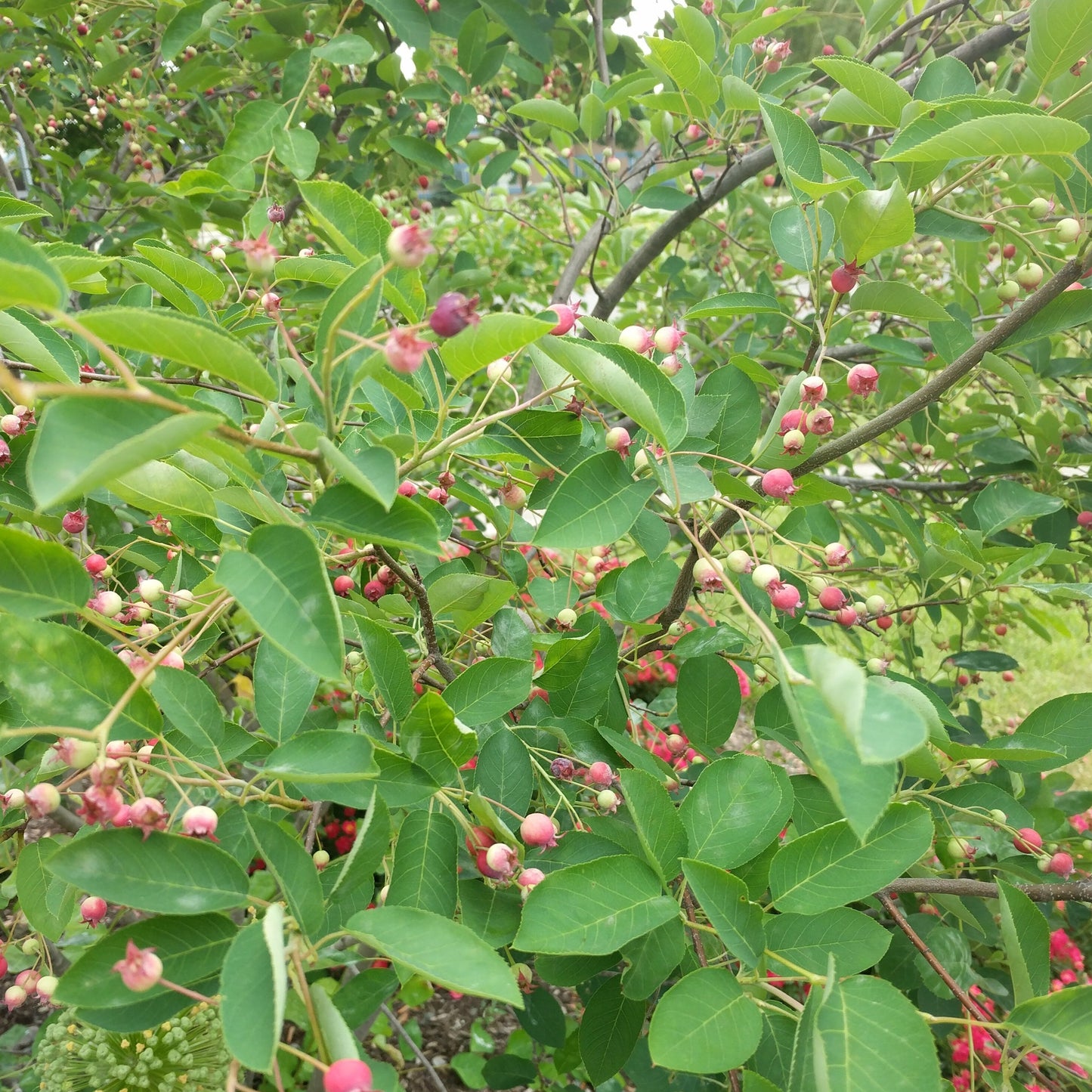 Autumn Brilliance Serviceberry