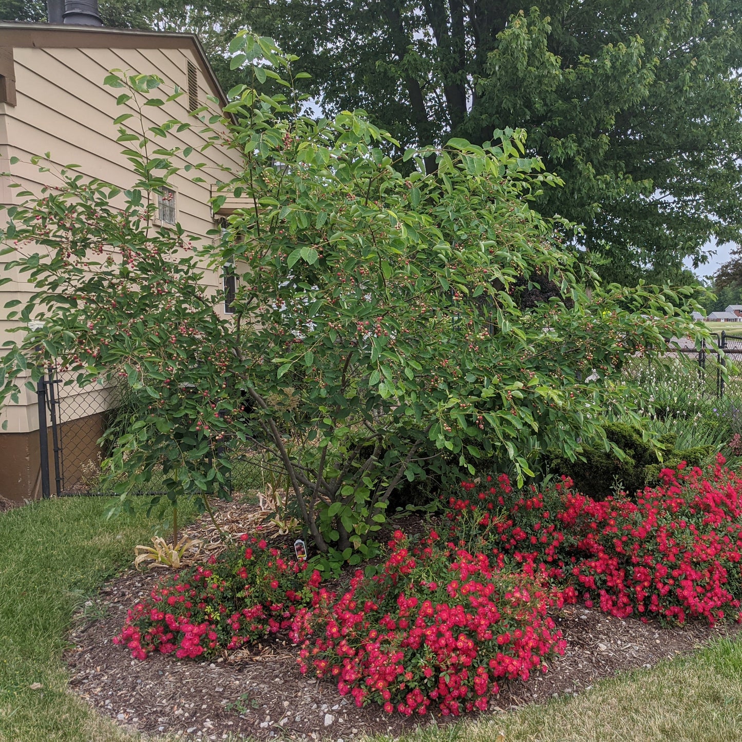 Autumn Brilliance Serviceberry