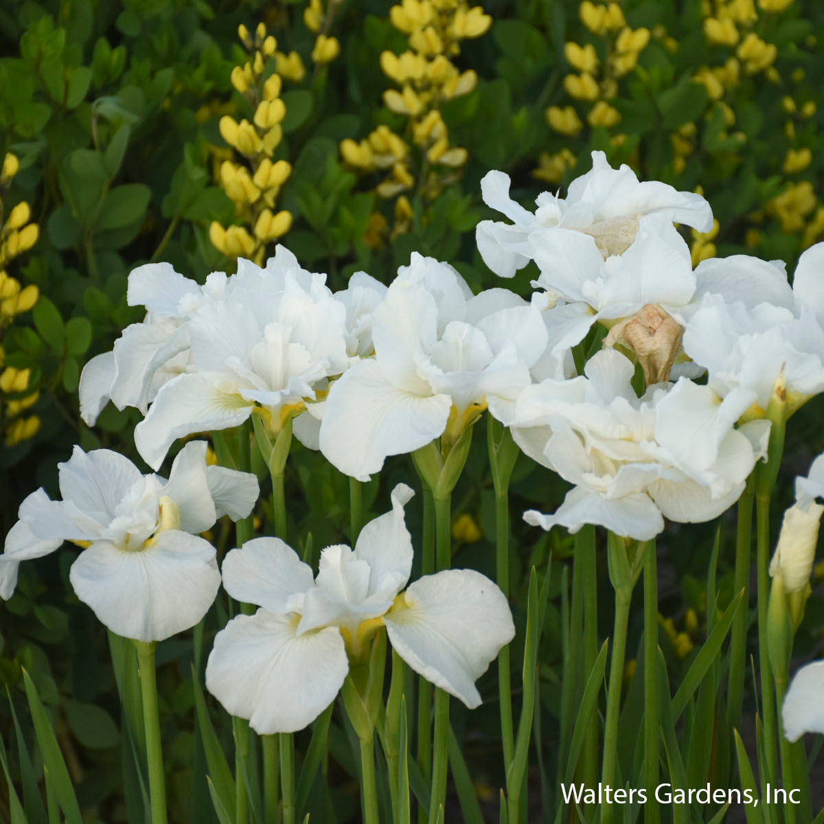 Swans in Flight Siberian Iris