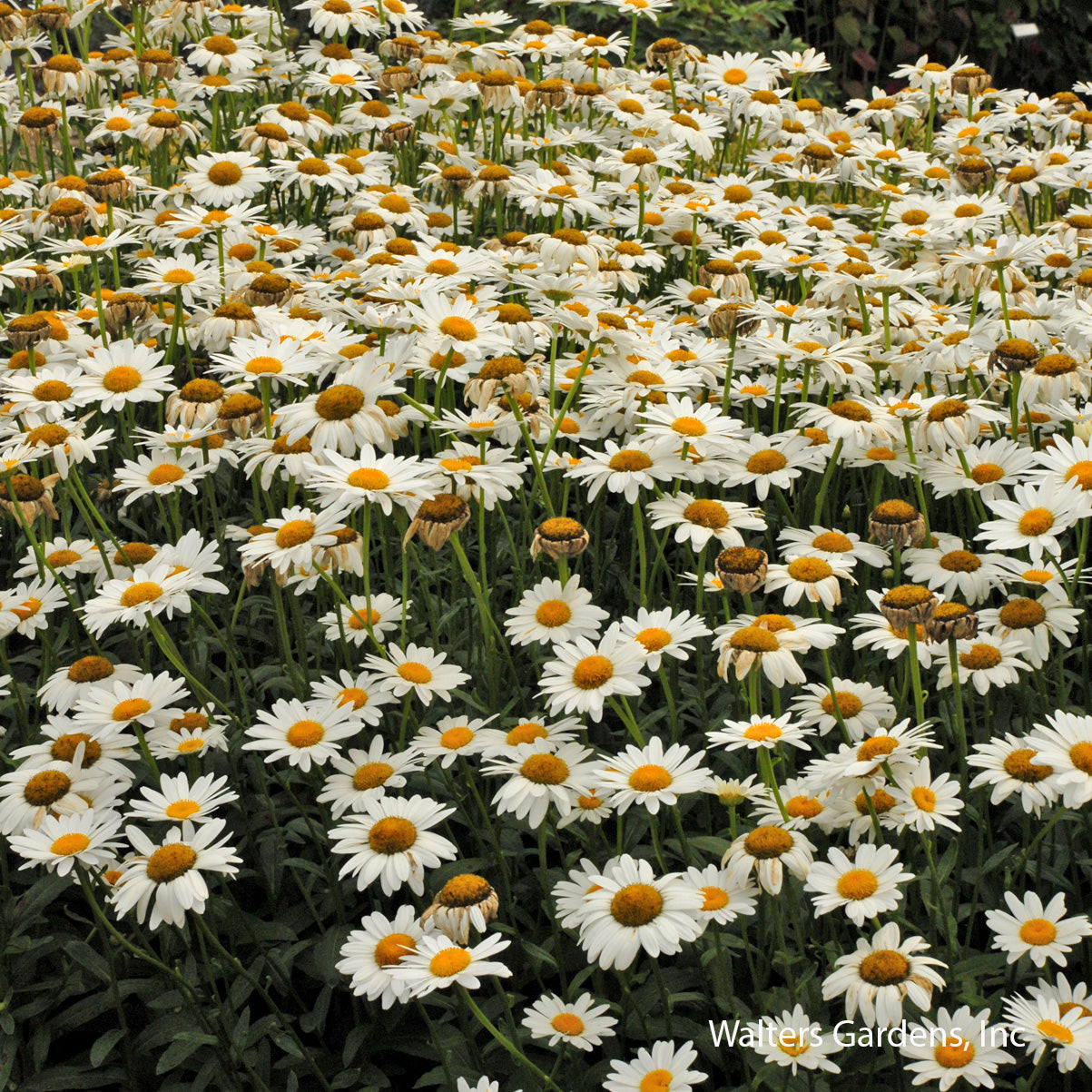 Becky Shasta Daisy