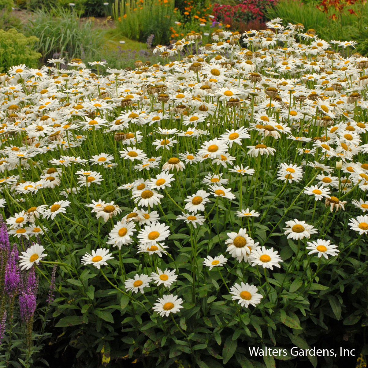 Becky Shasta Daisy