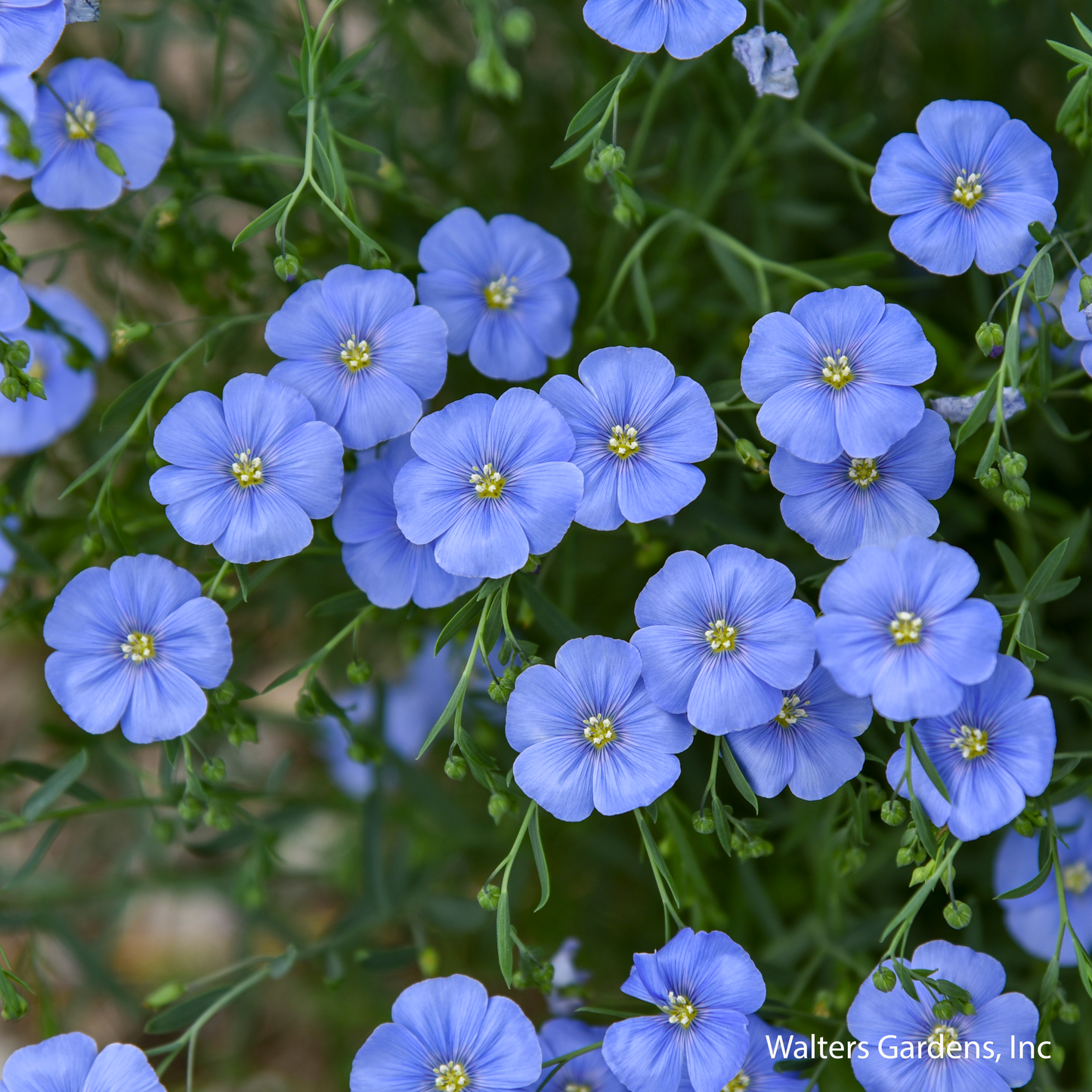 Prairie Flax