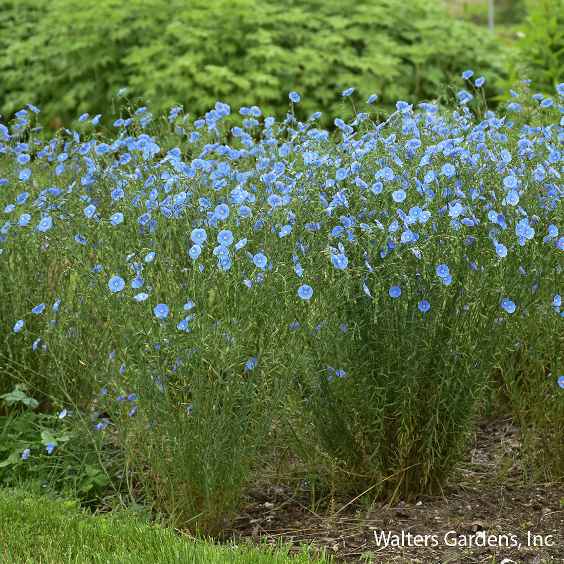 Prairie Flax