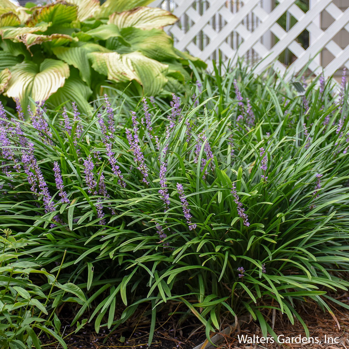 Big Blue Liriope