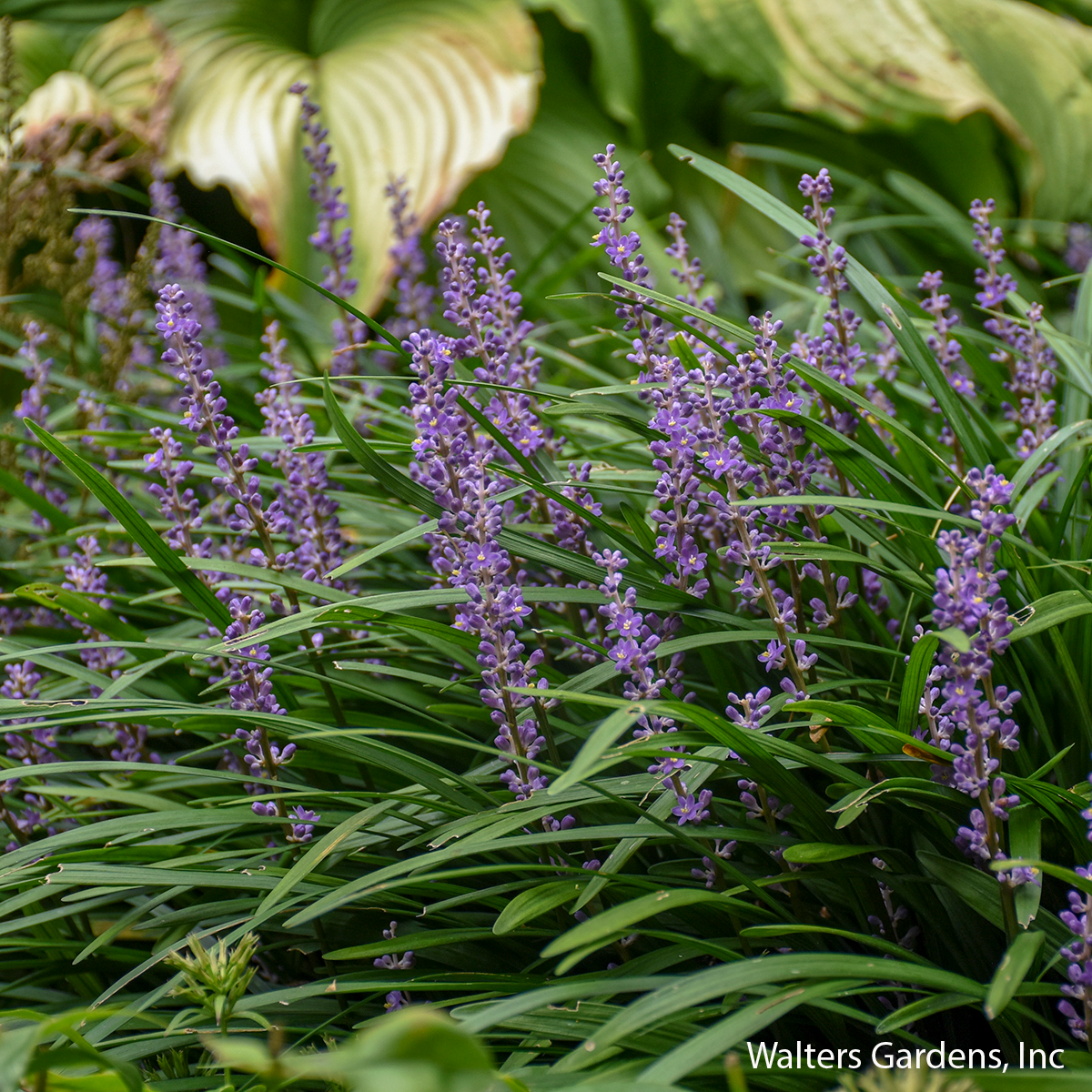 Big Blue Liriope