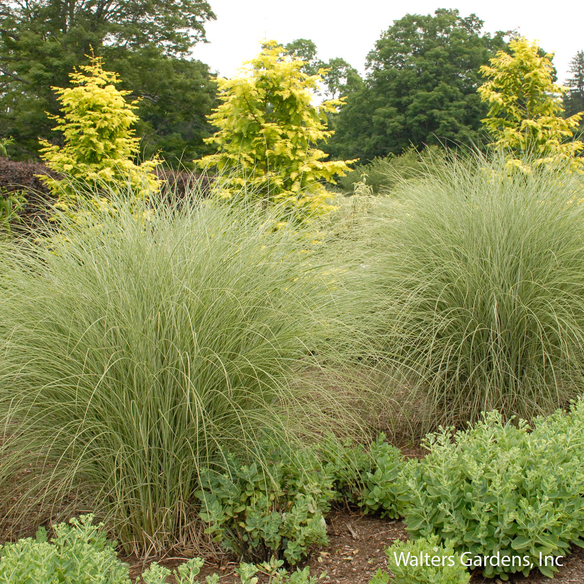 Morning Light Maiden Grass