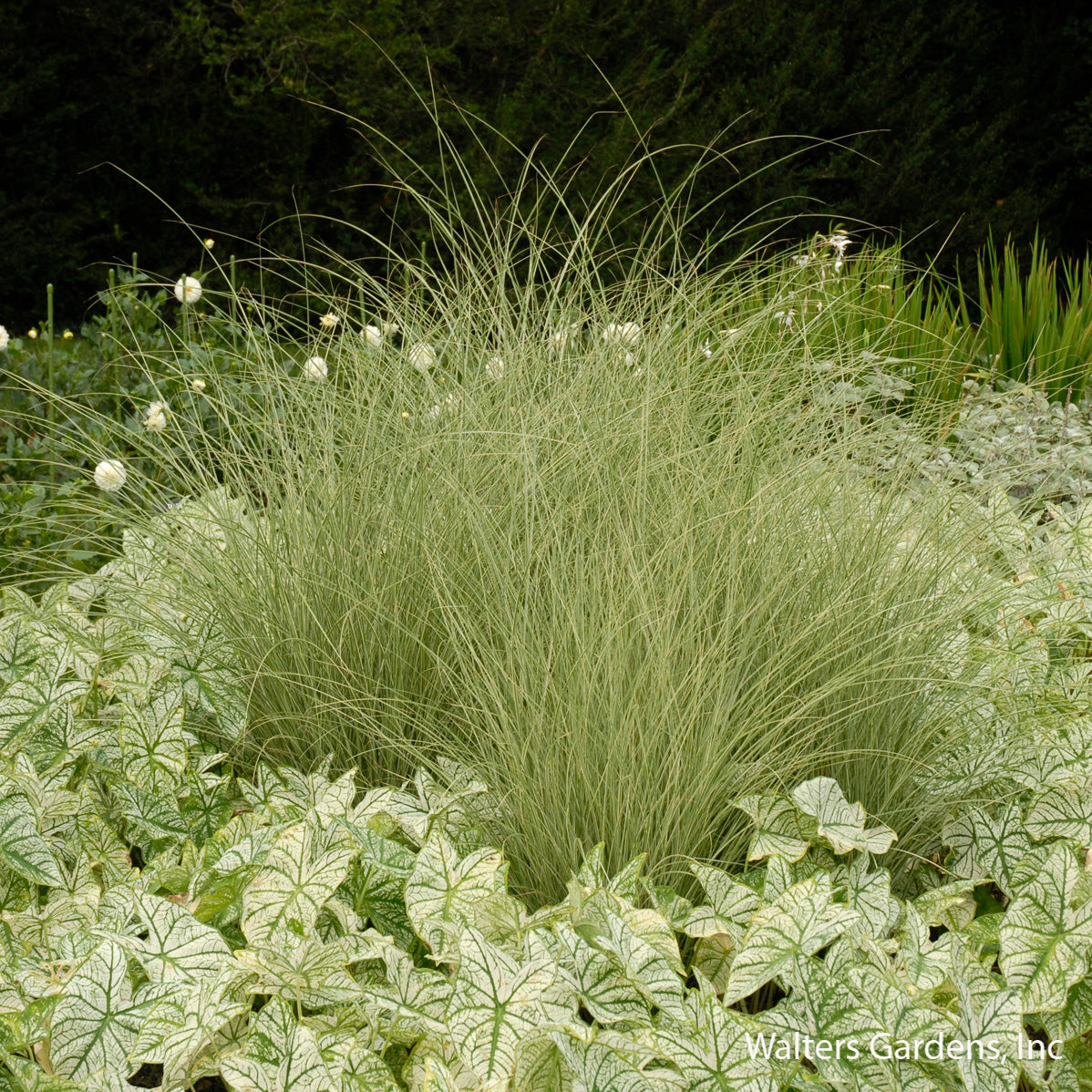 Morning Light Maiden Grass