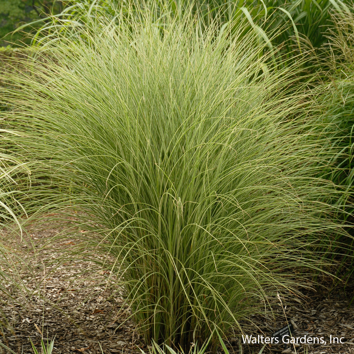 Morning Light Maiden Grass
