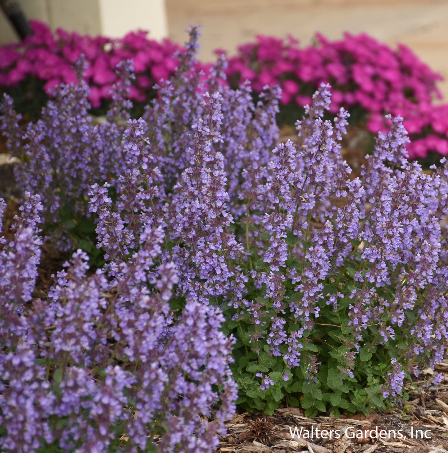 Cat's Pajamas Catmint