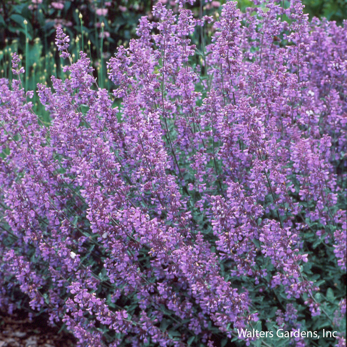 Walker's Low Catmint