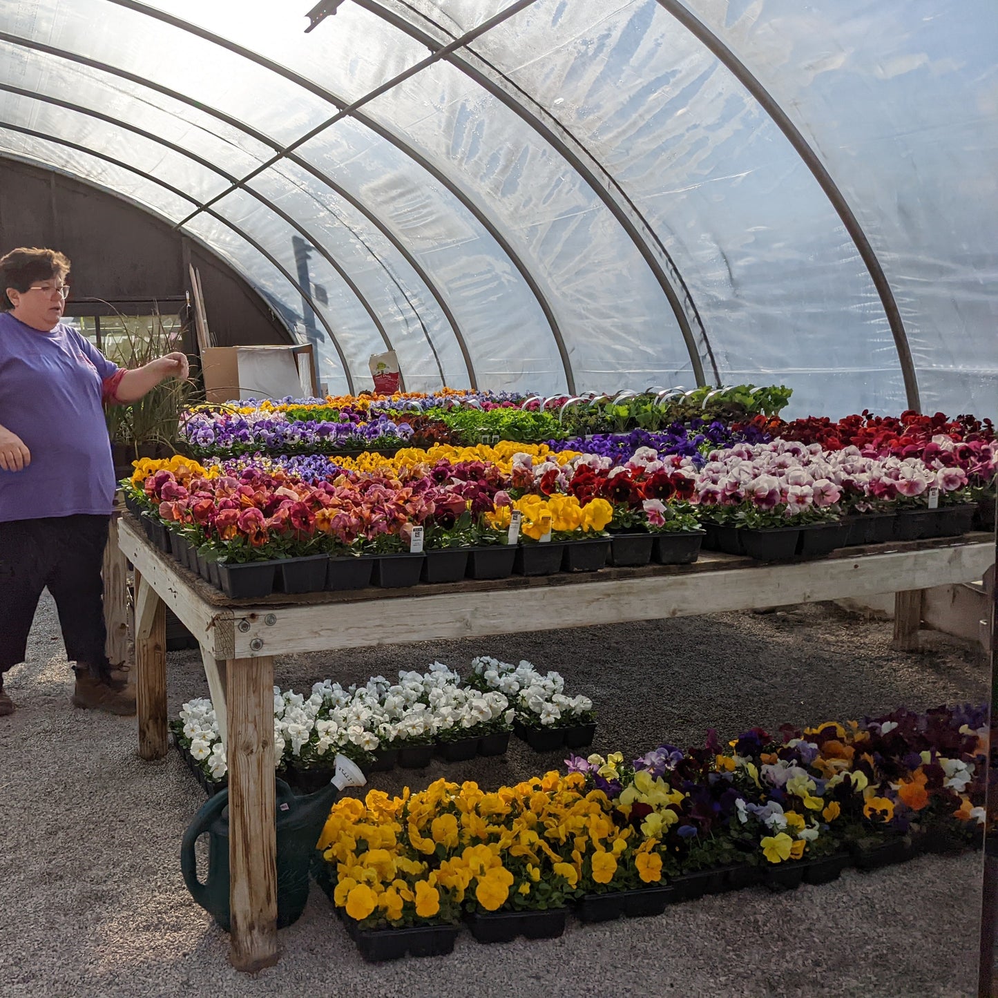 Pansies & Violas
