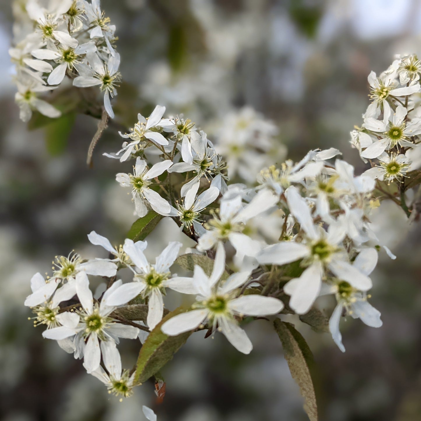 Autumn Brilliance Serviceberry