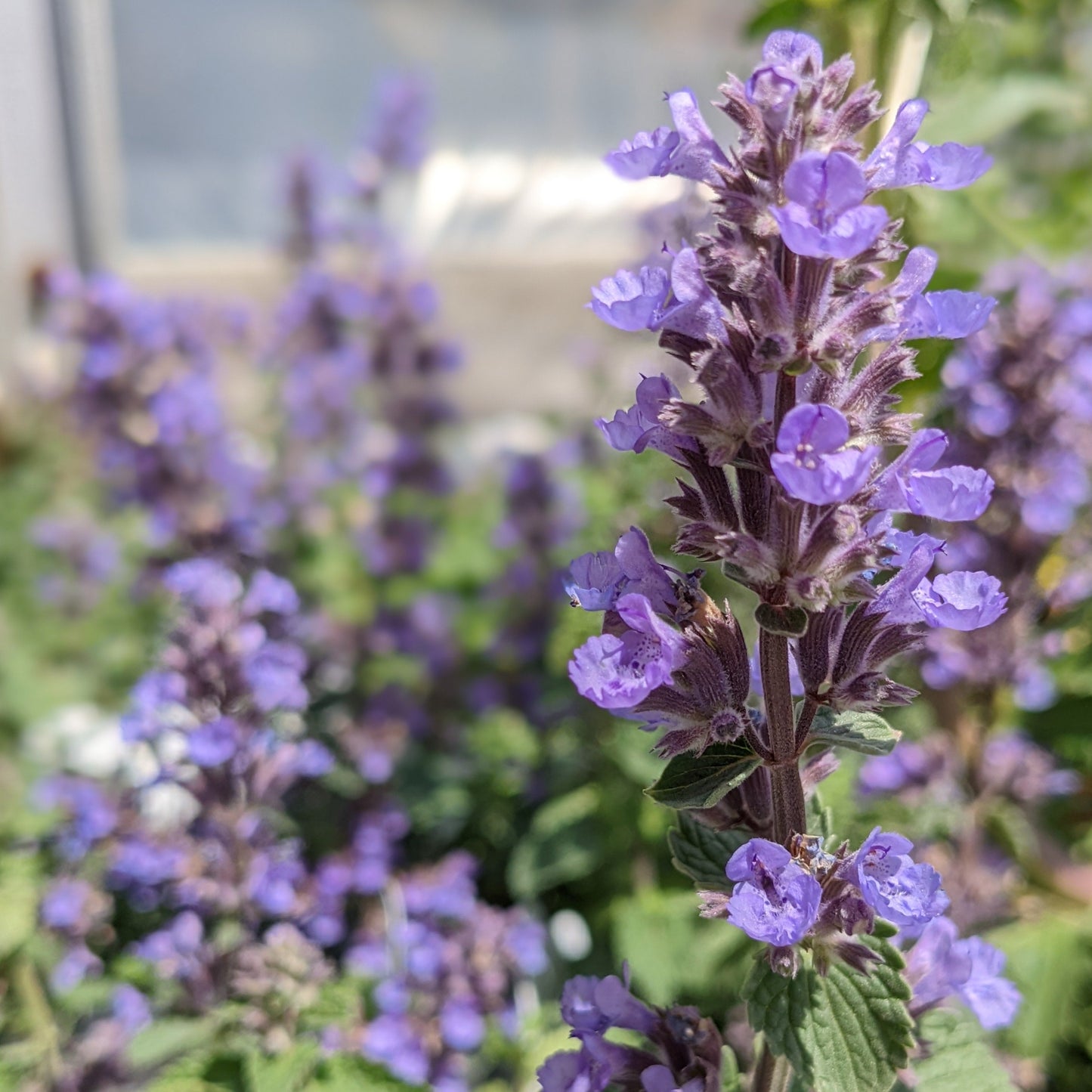 Cat's Pajamas Catmint