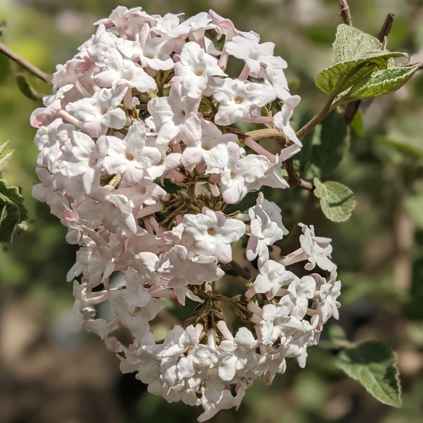 Judd Viburnum