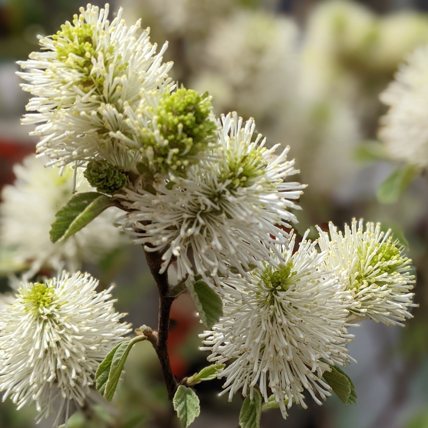 Dwarf Fothergilla