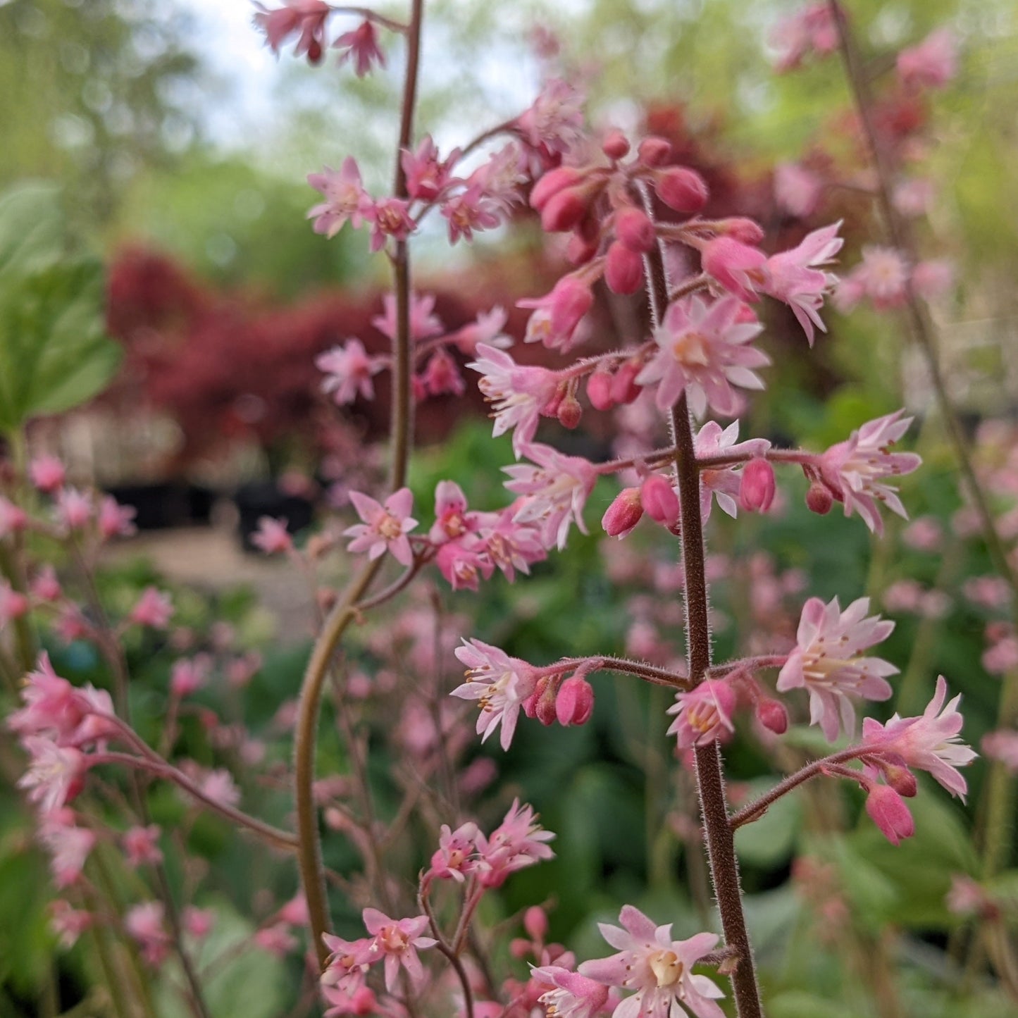 Pink Fizz Foamy Bells