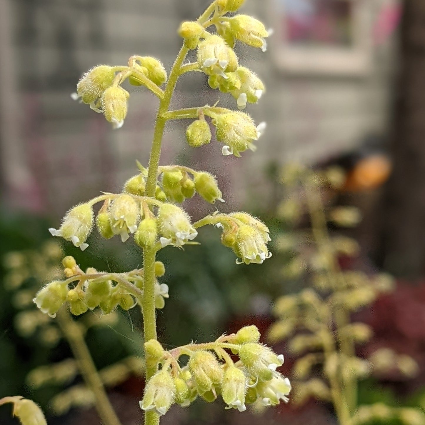 Apple Twist Coral Bells