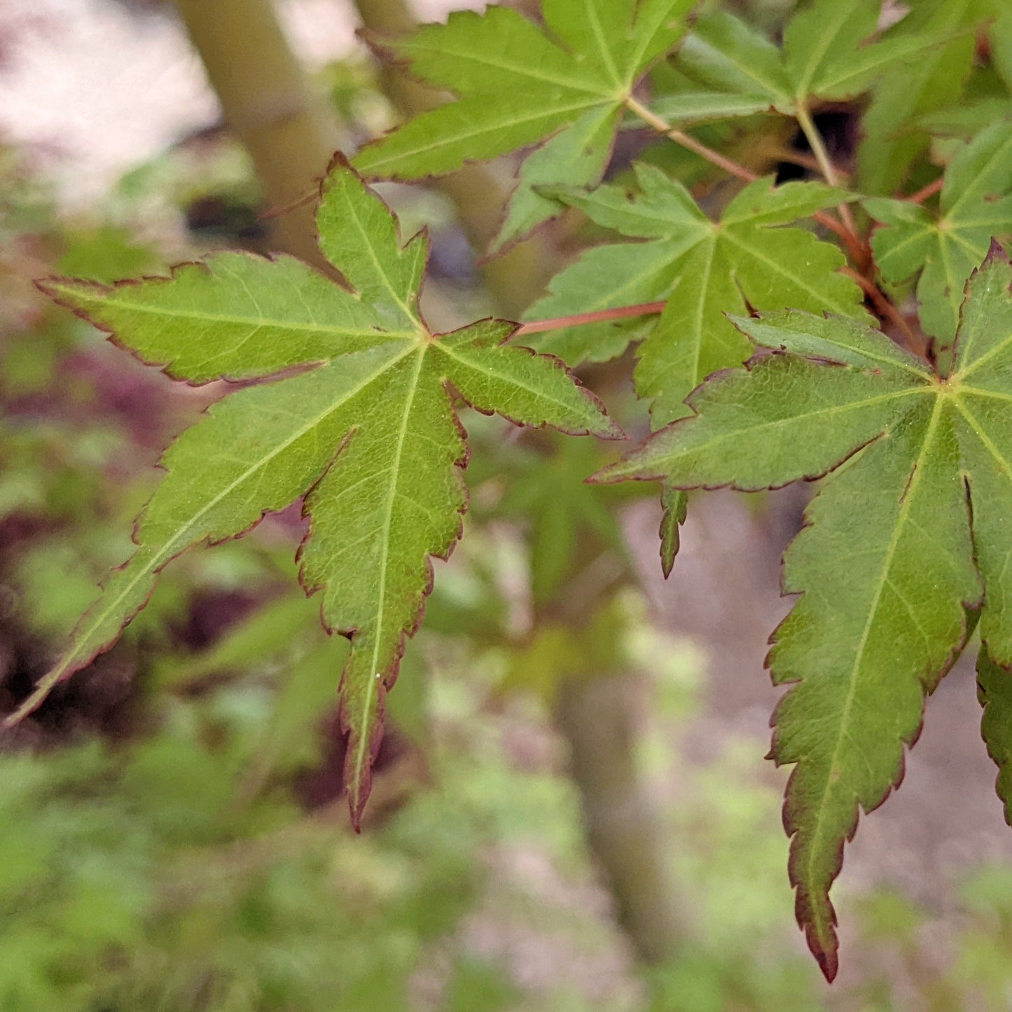 Greenleaf Japanese Maple