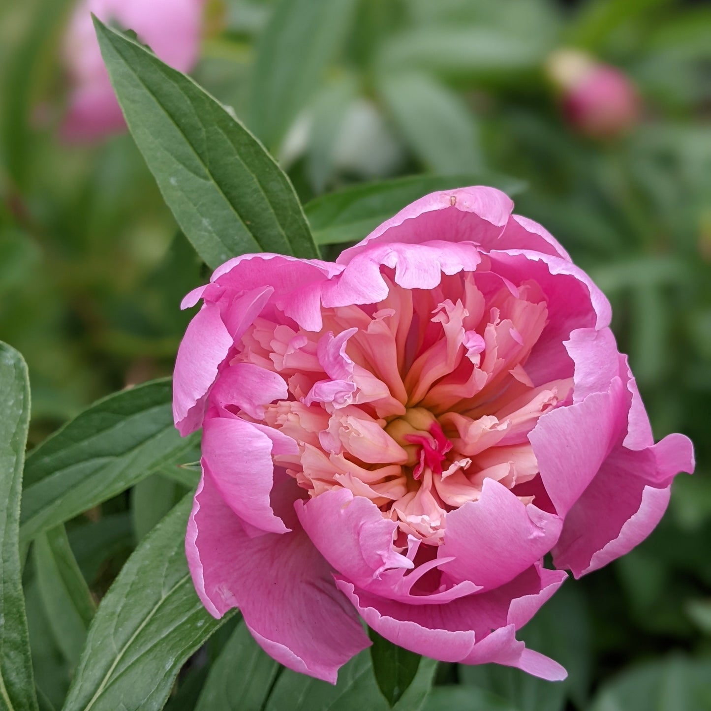 Sorbet Peony