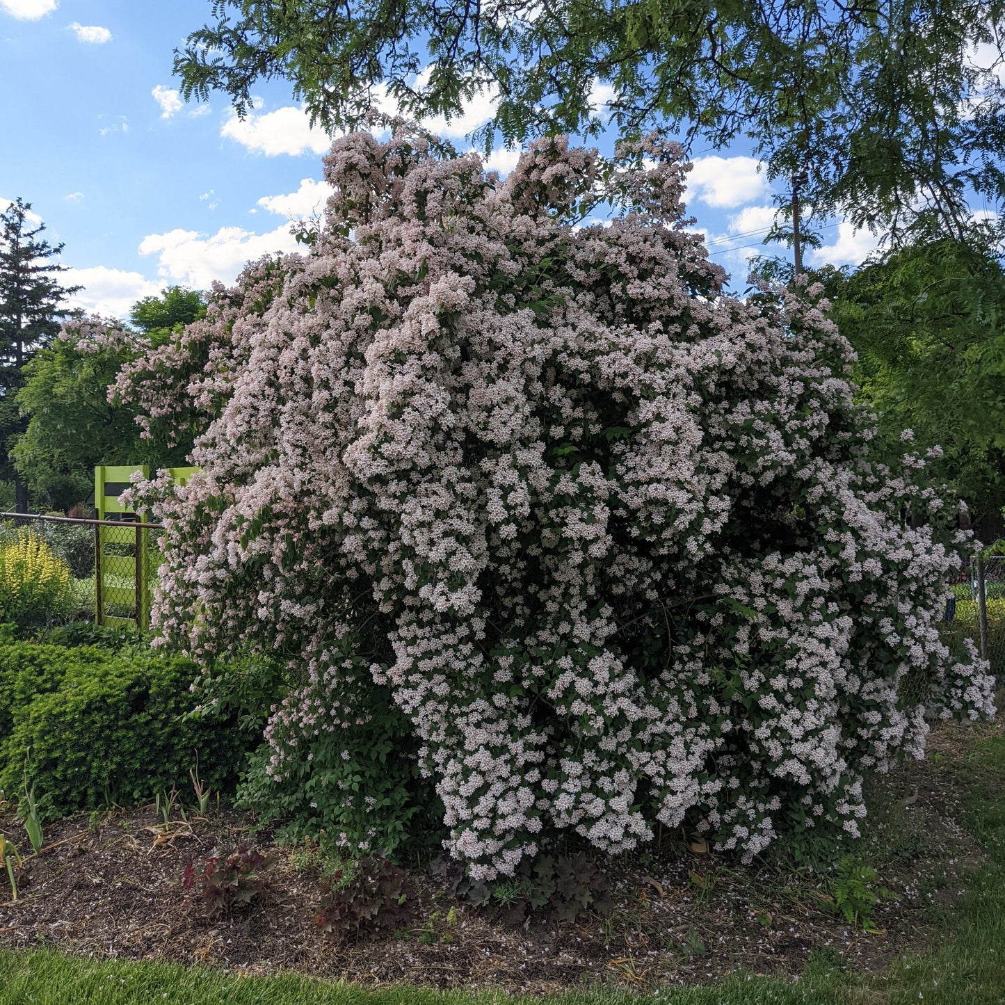 Pink Cloud Beauty Bush
