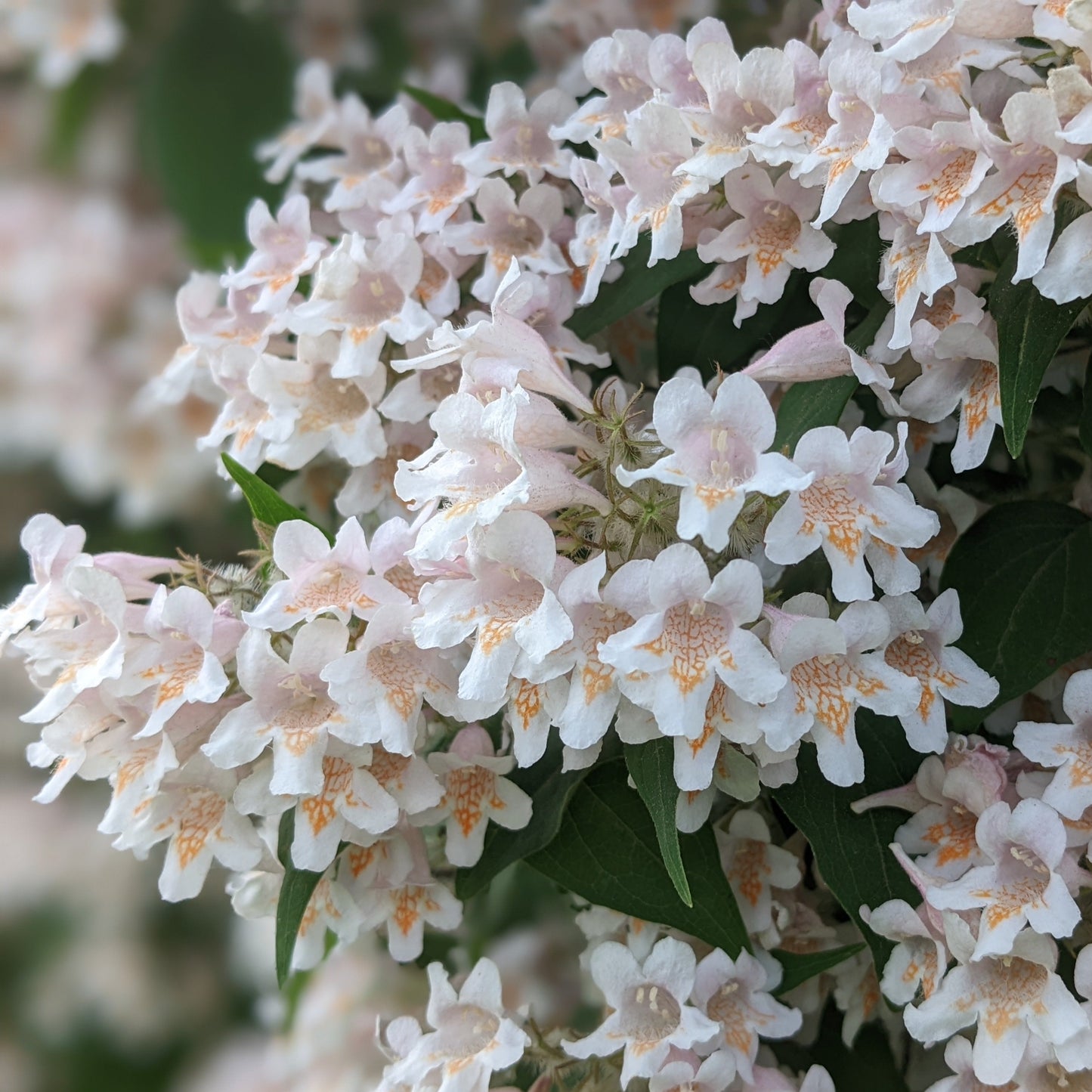 Pink Cloud Beauty Bush