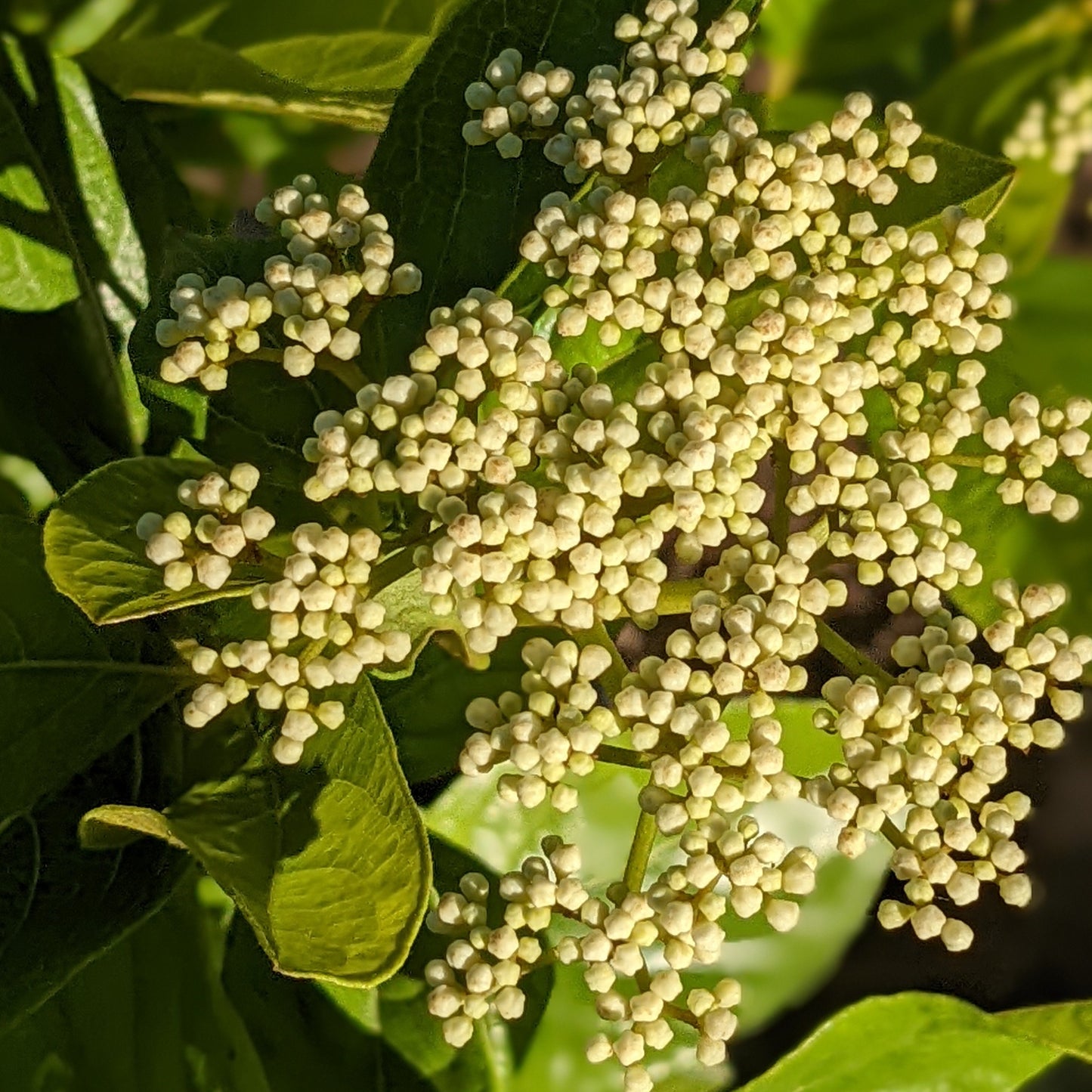 Winterthur Viburnum