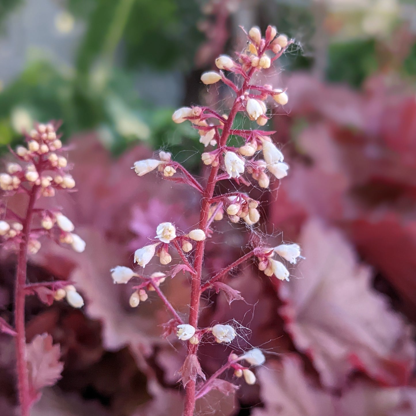 Peachberry Ice Coral Bells