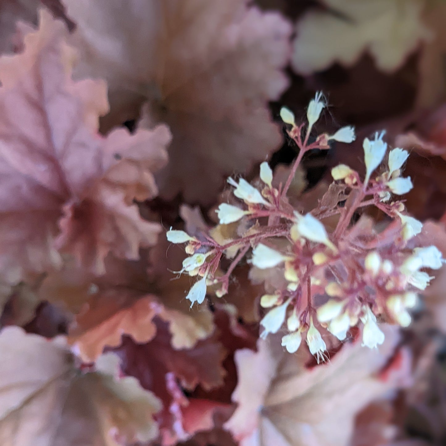 Peachberry Ice Coral Bells