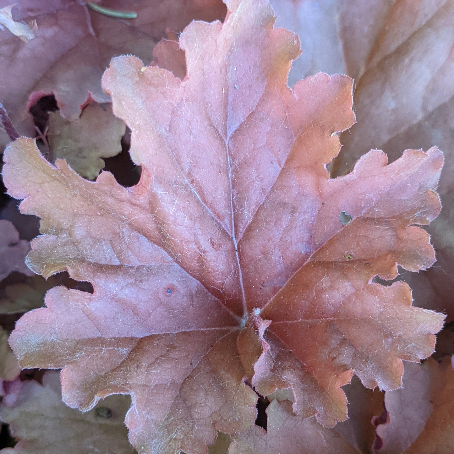Peachberry Ice Coral Bells