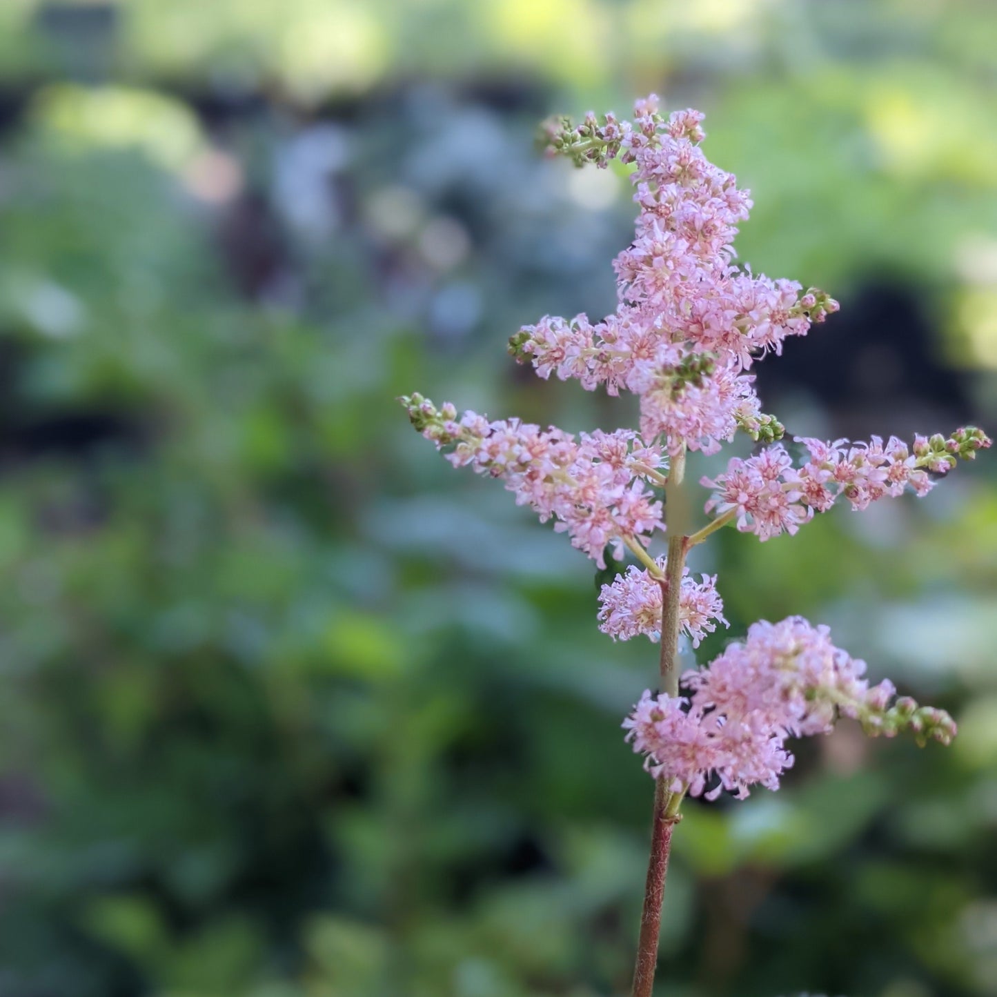 Bressingham Beauty Astilbe