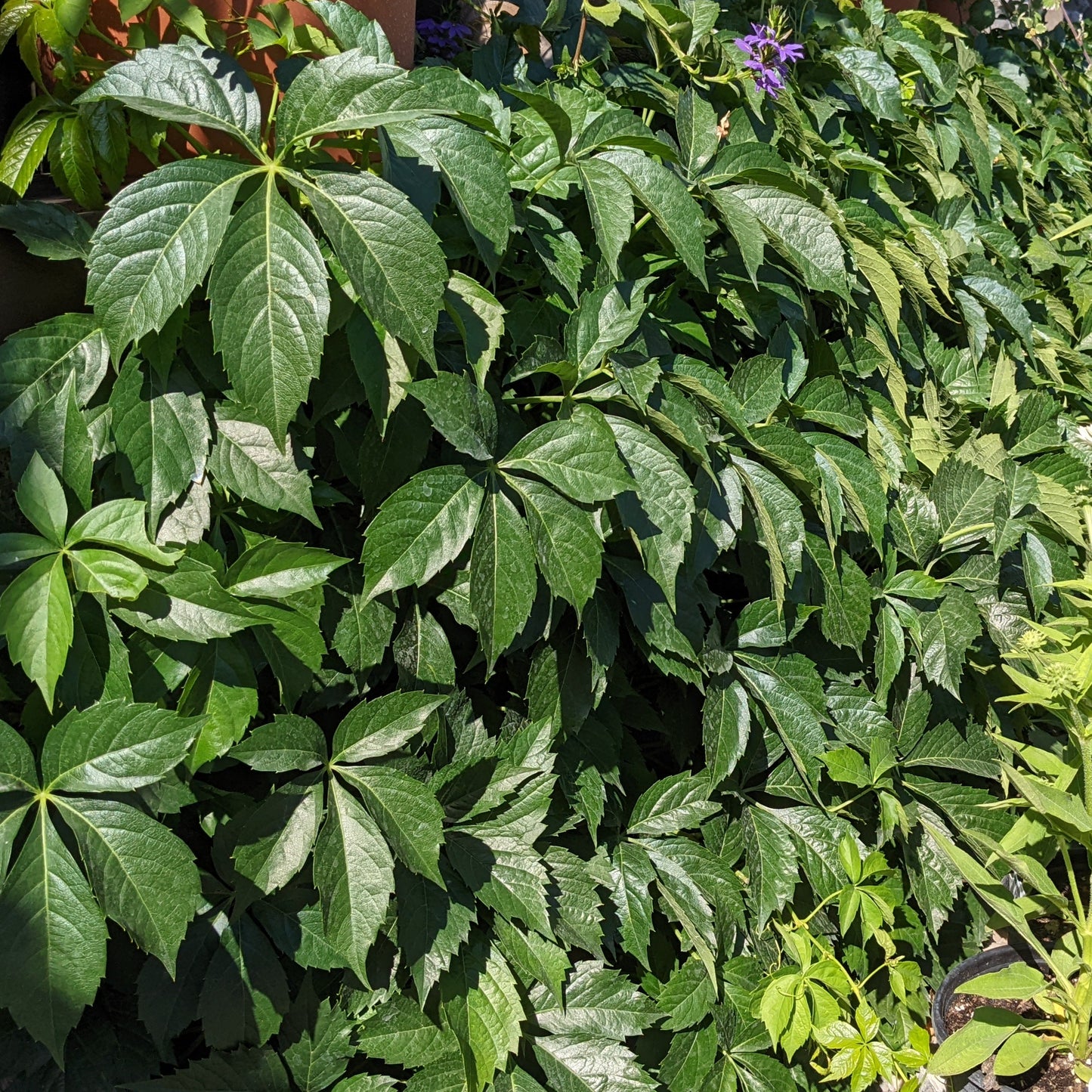 Virginia Creeper