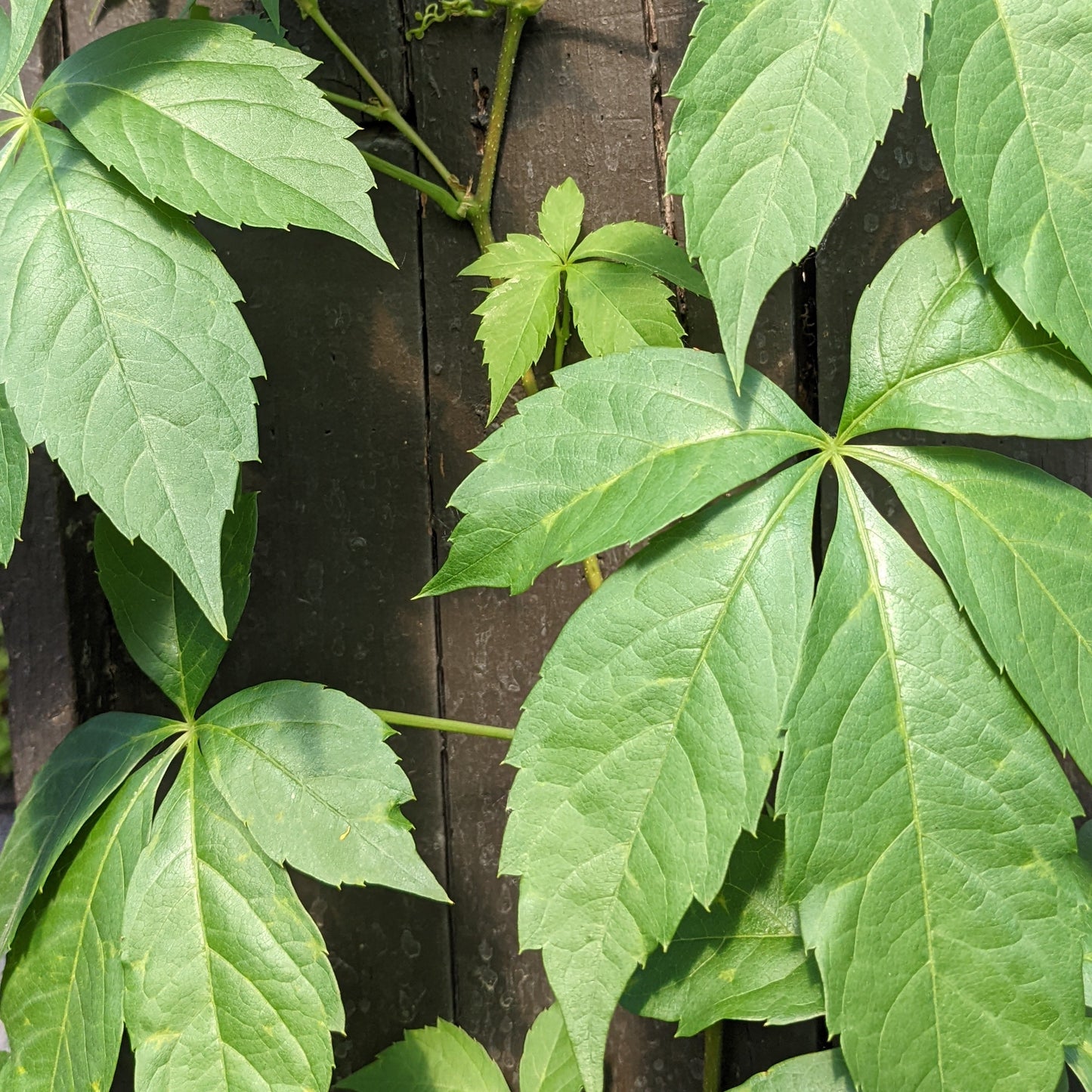 Virginia Creeper