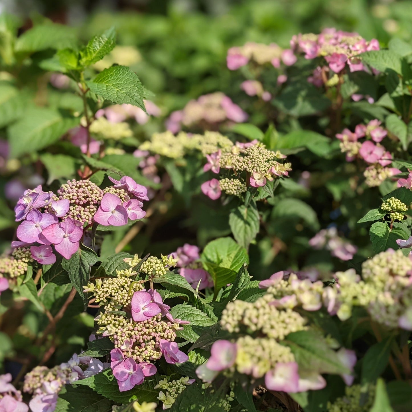 Twist-n-Shout Hydrangea