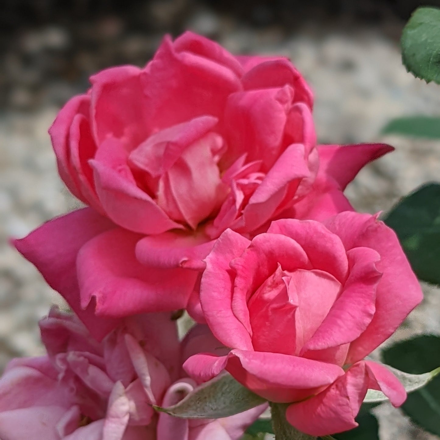 Pink Double Knock Out Rose