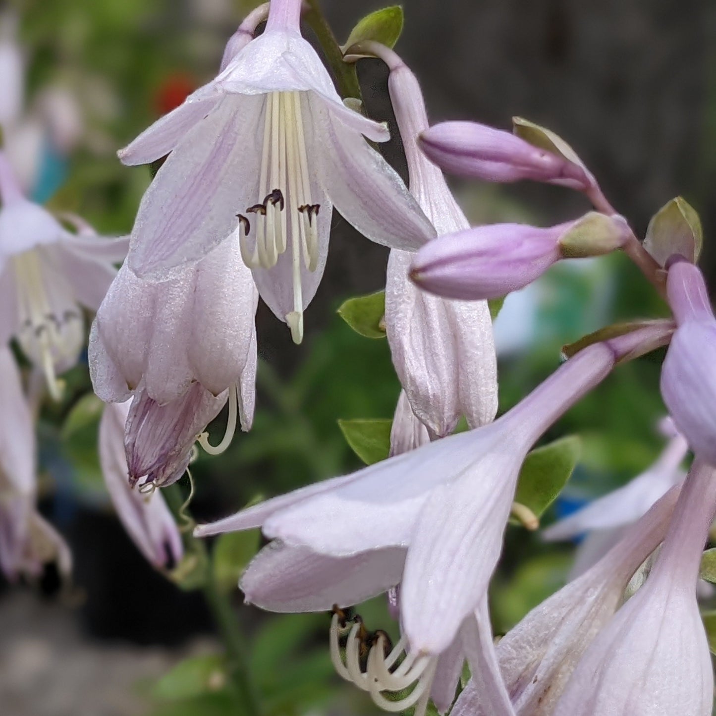 Atlantis Hosta